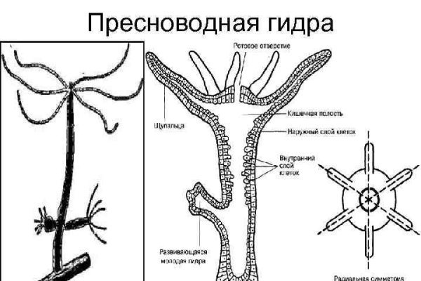 Кракен зеркало onion